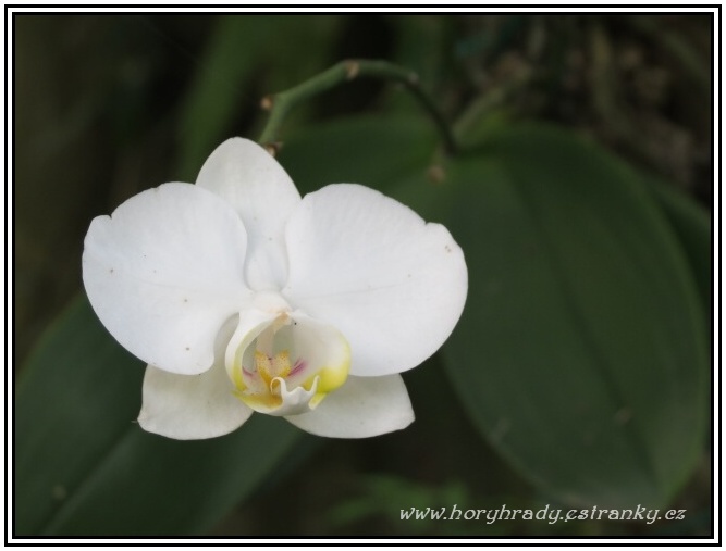 Orchidej bílá__03
