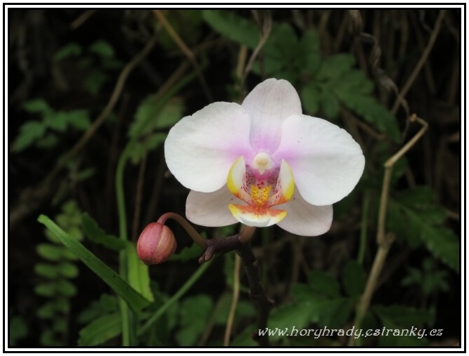 Orchidej bílá__02