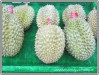 durian__2.jpg