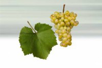 34-chardonnay-hrozen-list_300x.jpg